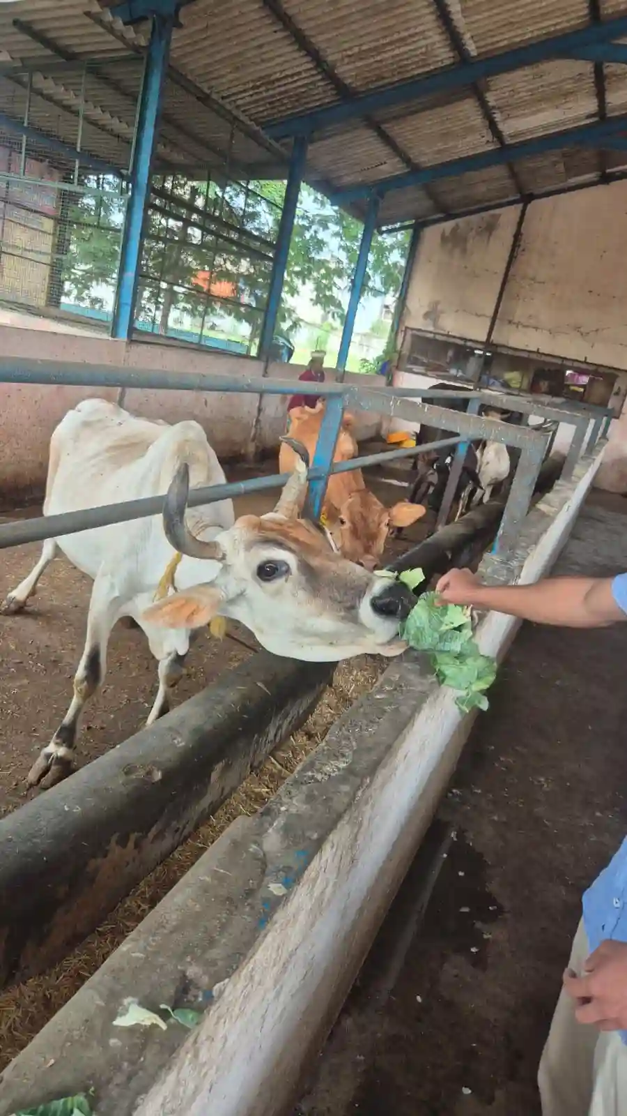 Animal Care