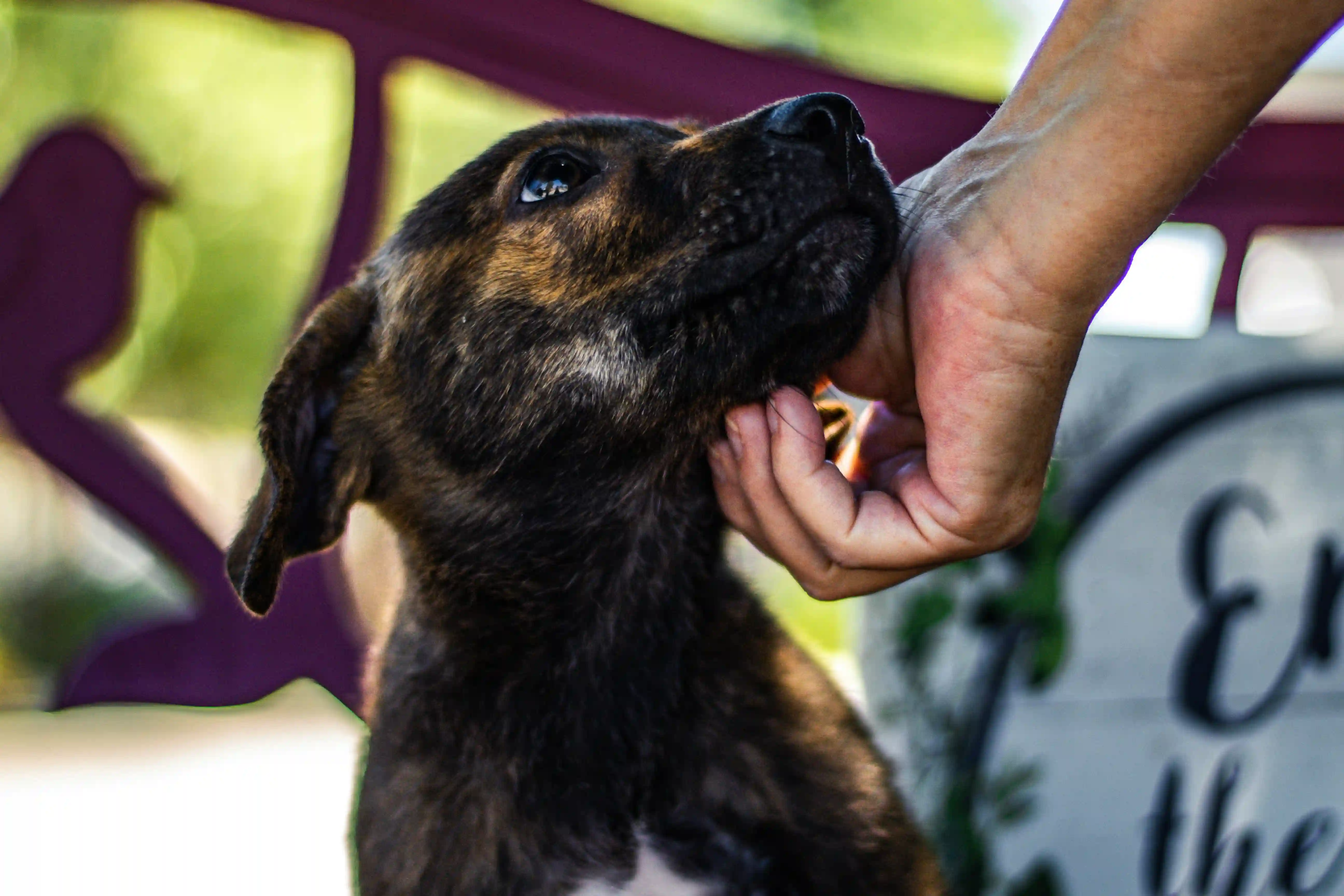 Animal Care